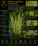 Typha latifolia variegata