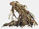 Bonsai Root S