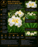 Iris ensata 'Gold Bound'