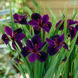 Iris violapurpurea black gamecock