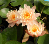 Nufăr Nymphaea Clyde Ikins