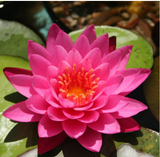 Nufăr Nymphaea Mayla