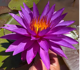 Nymphaea Detective Erika (nufar rar)