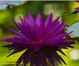 Nymphaea Detective Erika (nufar rar)