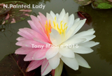Nufăr Nymphaea Painted Lady