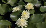 Nufăr Nymphaea Perry's Double Yellow