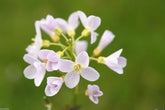 Cardamine pratensis