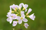Cardamine pratensis