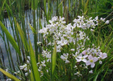 Cardamine pratensis