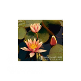Produse Nufăr Nymphaea Sioux