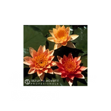 Produse Nufăr Nymphaea Sioux