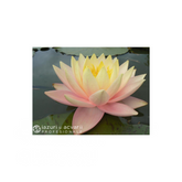 Nufăr Nymphaea Sobieski (nufăr rar)