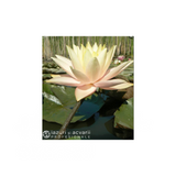 Nufăr Nymphaea Sobieski (nufăr rar)