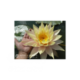 Nufăr Nymphaea Sobieski (nufăr rar)