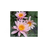 Nufăr Nymphaea Rosennymphe