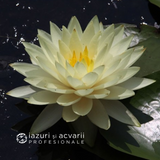 Nufar Nymphaea Joey Tomocik