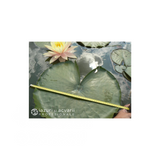 Nufăr Nymphaea Sobieski (nufăr rar)