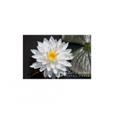 Nufăr Nymphaea Snowflake (nufăr rar)