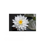 Nufăr Nymphaea Snowflake (nufăr rar)