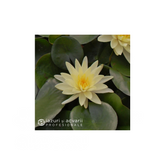 Nufar Nymphaea Sunrise