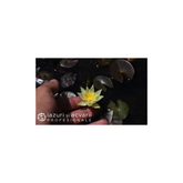 Nufăr Nymphaea Pygmaea Helvola