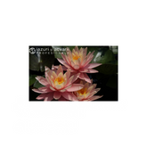 Nufar Nymphaea Sunny Pink