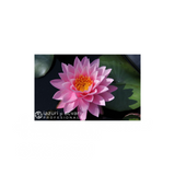 Nufăr Nymphaea Supranee Pink