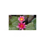 Nufăr Nymphaea Pygmaea Rubra