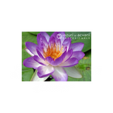 Nufăr Nymphaea Queen Sirikit