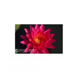 Nufăr Nymphaea Than Kwan