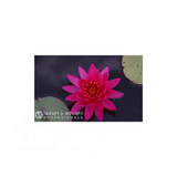 Nufăr Nymphaea Than Kwan