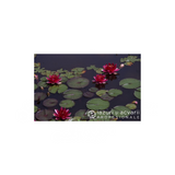 Nufăr Nymphaea Red Paradise