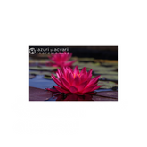 Nufăr Nymphaea Than Kwan