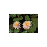 Nufăr Nymphaea Tummaruksa (nufăr rar)