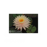 Nufăr Nymphaea Tummaruksa (nufăr rar)