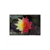 Nufăr Nymphaea Wanvisa