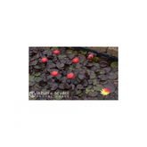 Nufăr Nymphaea Wanvisa