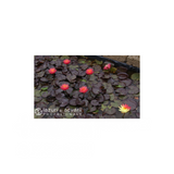 Nufăr Nymphaea Wanvisa