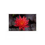 Nufăr Nymphaea Wanvisa