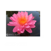 Nufăr Nymphaea Siam Pink 2 (nufăr rar)