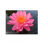Nufăr Nymphaea Siam Pink 2 (nufăr rar)