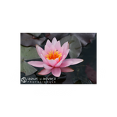 Nufăr Nymphaea Rosennymphe