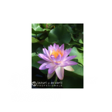 Nufăr Nymphaea Siam Purple 1