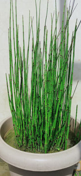 EQUISETUM FLUVIATILE