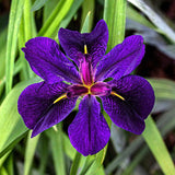 Iris Louisiana