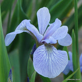 Iris Versicolor ‘Blue Light’