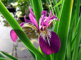 Iris Versicolor Kermesina