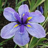 Iris ensata Aquamarine