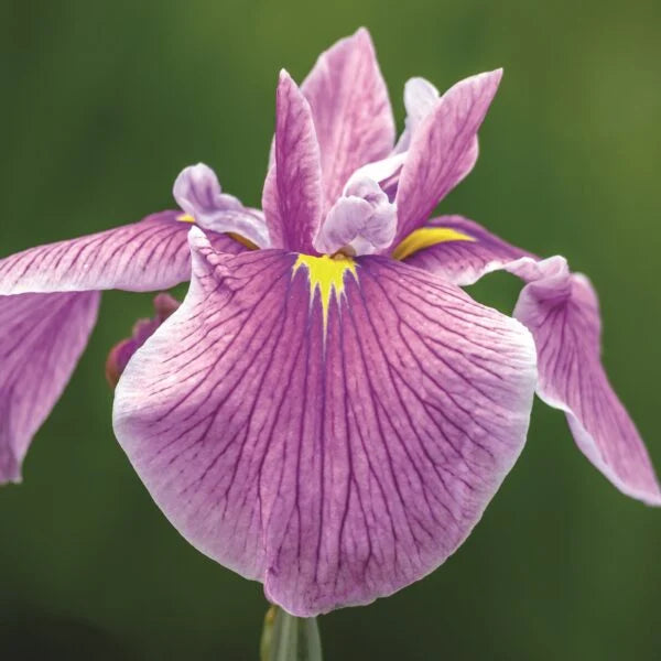 iris laevigata rose queen