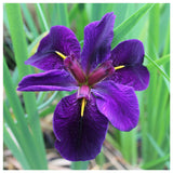 Iris Louisiana